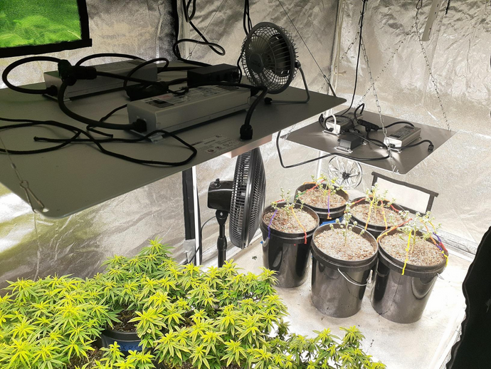 Determine the Optimal Height for your LED Cannabis Grow Light