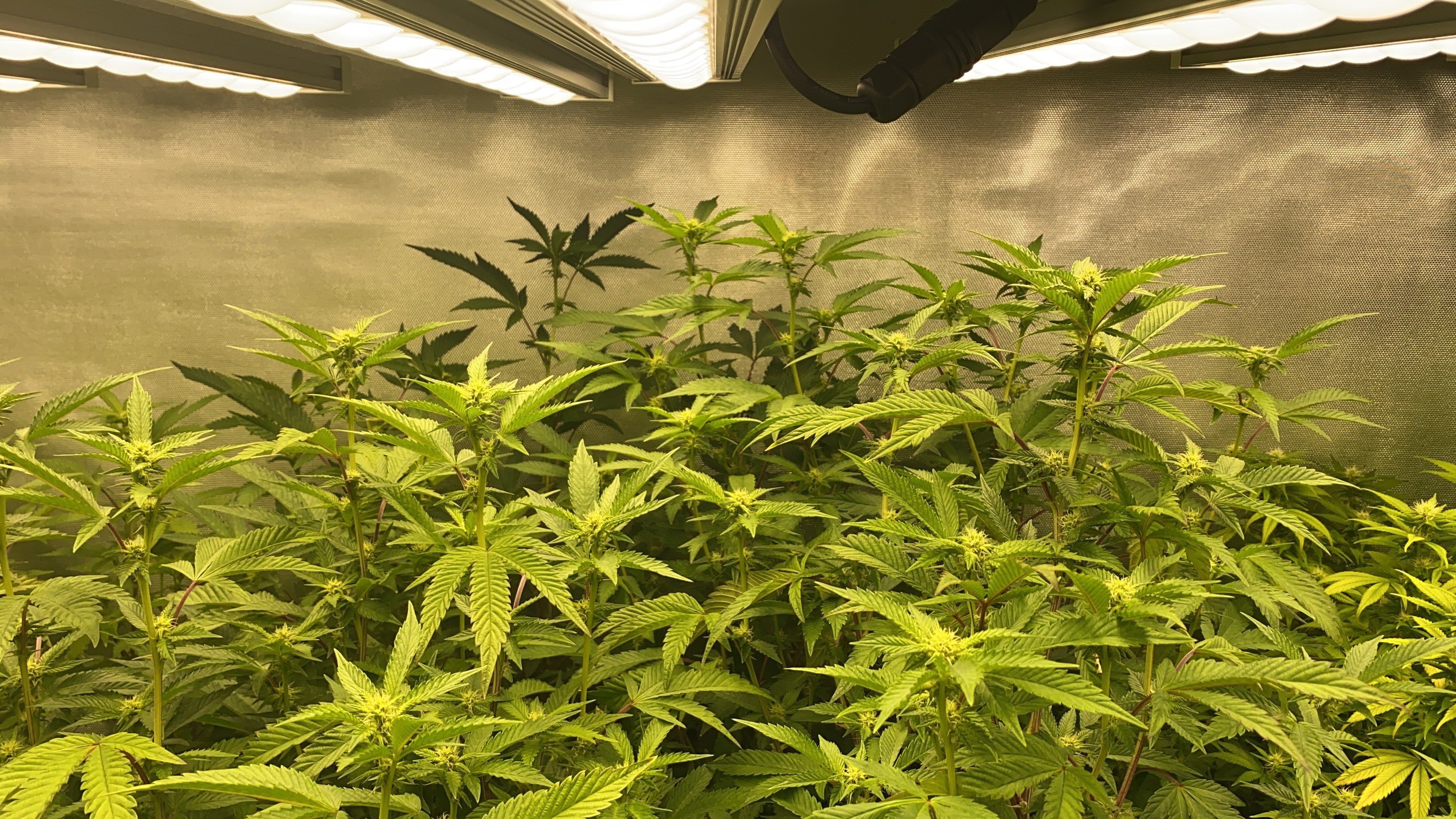 What is the difference between PPFD and PPF? – Koray Grow Light